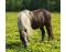 Vrijstaande woning (rookvrij) “Bakhuisje”voor ruiter met eigen paard Gelderland VMP067